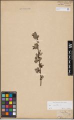 Foto von Salix aurita L.